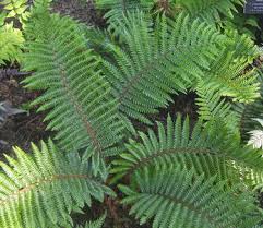 Image result for Polystichum transvaalense