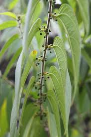 Image result for Tinnea apiculata