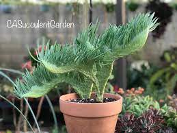 Crested Senecio Vitalis Mermaid Tail Narrow Leaf Chalksticks Etsy Planting Succulents Plants Succulents