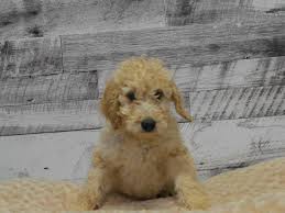 As the poodle half of our doodle breeding program, our moyen poodles have been the perfect size for raising the medium size goldendoodle. Goldendoodle Dog Male Light Apricot 2870310 Petland Dunwoody Puppies For Sale