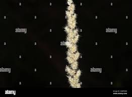 Image result for Enneapogon cenchroides