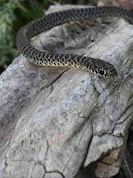 Juvenile Eastern Yellow Bellied Racer In North Texas Photo By Kim Bellman Reptiles And Amphibians Amphibians Snake