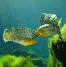 Pin By Irfan Demiray On Velifera Molly Fish Fresh Water Fish Tank Aquarium Fish
