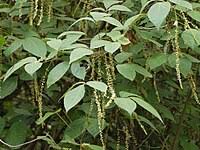 Image result for Allophylus fulvotomentosus