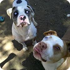He has light blue/gray eyes. Sacramento Ca English Bulldog Meet Blue Eyed Mom And Daughter Urg A Pet For Adoption