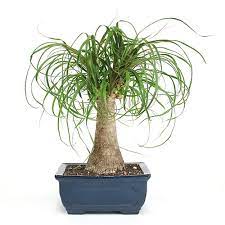 A a's amd amd's aol aol's aws aws's aachen aachen's aaliyah aaliyah's aaron aaron's abbas abbas's abbasid abbasid's abbott abbott's abby abby's abdul abdul's abe abe's abel abel's Bonsai Ponytail Palm Bonsai Tree From Easternleaf Com The Ponytail Palm Bonsai Tree Is Well Known For Its Unique Structure The Ponytail Palm Has A Large Bulbous Base With Fine Smooth Edged Flat