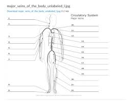 They're part of a transportation system that moves blood around. Body Veins