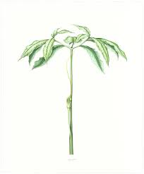Dec 08, 2019 · composition (2) cossaro shall be composed of such number of members as may be appointed by the lieutenant governor in council. Heeyoung Kim Watercolor On Paper Green Dragon In Summer Arisaema Dracontium Joel Oppenheimer Inc