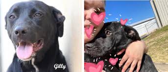 Second National Adoption Weekend results in nearly 10,000 animals finding  new homes