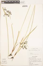 Image result for Isolepis costata