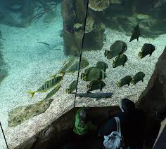 Der fokus liegt in einem der drei wiener zoos auf der aquarienhaltung von tieren, die eigentlich im mittelmeerraum oder in tropischen gebieten heimisch sind. Haus Des Meeres Vom Flakturm Zum Aqua Terra Zoo Waldviertler Wien