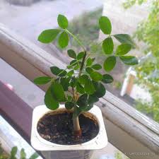 Image result for Commiphora tenuipetiolata