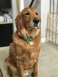 Rico A Rescue From Puerto Rico Golden Retriever Animals Retriever