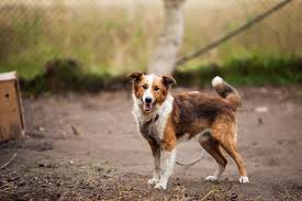 Отметок «нравится», 800 комментариев — marnie the dog /sister phyllis (@marniethedog) в instagram: How To Celebrate National Adopt A Shelter Pet Day Blogs Miss Daisy S Flowers Gifts