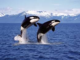 Killer Whale Animal Facts - Orcinus orca - A-Z Animals