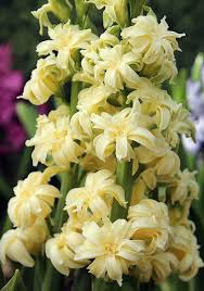 Lo ayuda con codycross planta liliácea con flores en forma de copa respuestas. 130 Ideas De Liliaceae Plantas Flores Tulipanes