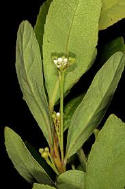 Image result for Gerrardinaceae
