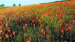 We did not find results for: Oklahoma Wildflowers Visiting The Flyover State In Spring