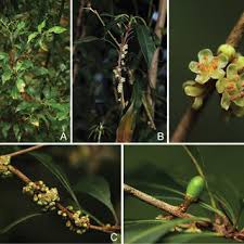 Image result for Agelanthus longipes