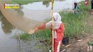 Nelayan pedalaman aceh sangat tangguh di sungai besar | tangkap ikan dengan umpan buah sawit, part 1. Newsvideo Mehancau Menangkap Ikan Dengan Cara Tradisional Menggunakan Batang Bambu Dan Jala Banjarmasin Post