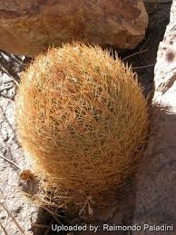 Image result for Eriosema verdickii