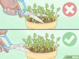 Maybe you would like to learn more about one of these? How To Harvest Parsley With Pictures Wikihow