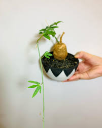 Image result for Adenia stenodactyla