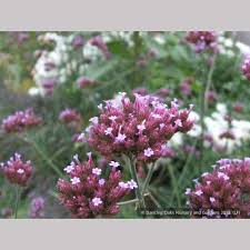 Image result for Verbena × teasii
