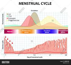Menstrual Cycle Vector Photo Free Trial Bigstock