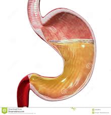 Image result for human stomach