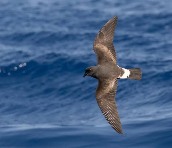 Hydrobates castro - Details : Madeiran Storm Petrel