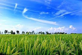 Berlatar belakang keindahan sawah padi di sabah, filem web animasi 'bambaazon' mengisahkan sebatang pokok padi bernama jonjon yang cuba mengatasi ketakutan dan ancaman dari musuh tradisinya, si burung. Sawah Padi Azfaryaacob Flickr