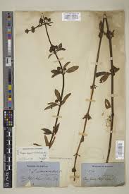 Image result for Lippia abyssinica