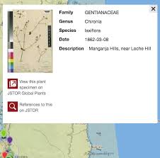 Image result for Chironia laxiflora