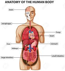 Knowing the body parts is key to good horsemanship and everyone who cares and regularly interacts with horses such have a basic understanding of the main parts of a horses anatomy. Xc 9759 Human Body Parts Diagram Schematic Wiring
