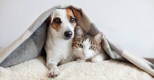 Quality food pet pantry pet foods are one of the finest products available in the united states. Covid 19 Pet Food Pantry Berkeley Humane