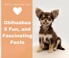 Housebreaking your long haired chihuahua may prove to be the most difficult task. Chihuahua Long Hair 5 Chihuahua Fun And Fascinating Facts