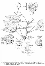Image result for Micrococca mercurialis