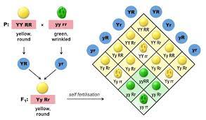 The ratio of different genotype in the offspring from a genetic cross. Ib Hl 10 2 A1 10 2 S1