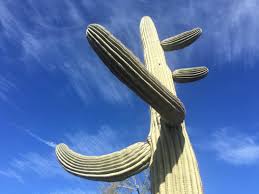 You don't have to buy a commercial cactus potting medium. Q Az What Shapes Saguaro Cacti Kjzz