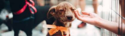 Maybe you would like to learn more about one of these? Find A Store Healthy Hemp Pet Company