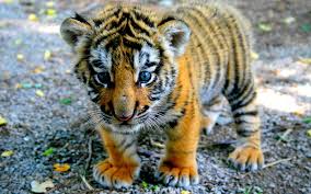 These two diseases prove troublesome for many melons. Tiger Baby Close Up 1920x1200 Hd Hintergrundbilder Hd Bild