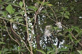 Image result for Pavetta sp. I