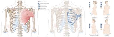 The direction of the fibers in the upper chest area runs from up and in toward the clavicle to down and out toward the upper arm. Chest Wall Amboss