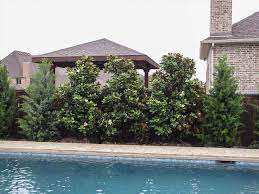 Avoid damaging your magnolia plant's roots when you're planting near the magnolia or cultivating. Teddy Bear Magnolia Dallas Texas Treeland Nursery Privacy Landscaping Backyard Pool Landscaping Pool Landscaping