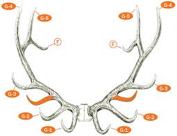 Measuring And Scoring Rocky Mountain Elk B C Club Official