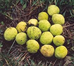 Image result for Maclura