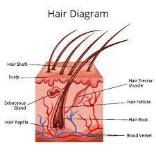 I always felt like something was crawling on my skin because so much hair loss and it was thinning, too. Hair Loss In Childhood Cancer Together