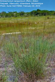 Image result for Schizachyrium sanguineum