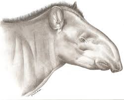 Painting Of The New Tapir Species In Colombia Y Brazil Painting Courtesy Of Fabricio R Santos Tapir Mammals Species
